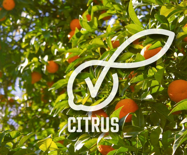 CITRUS