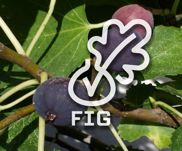 FIGS