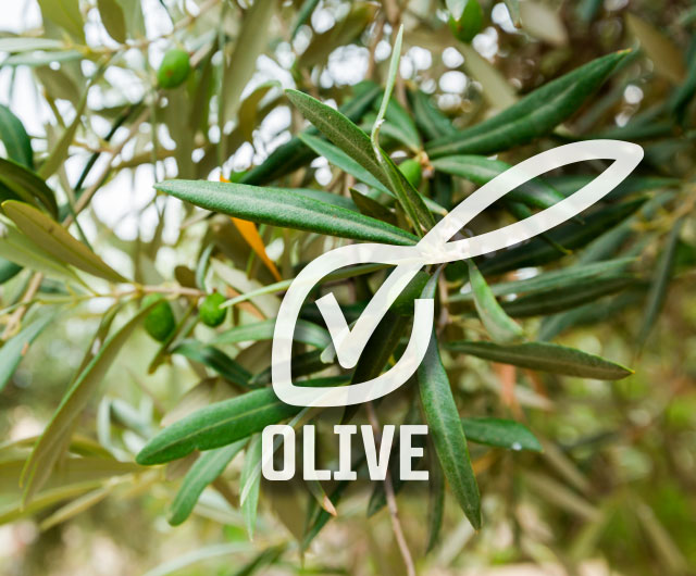 OLIVE